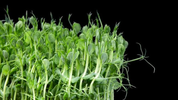 绿豌豆发芽随时间推移而移动。微绿苗健康饮食。素食。黑色背景上的有机产品微绿时光倒流