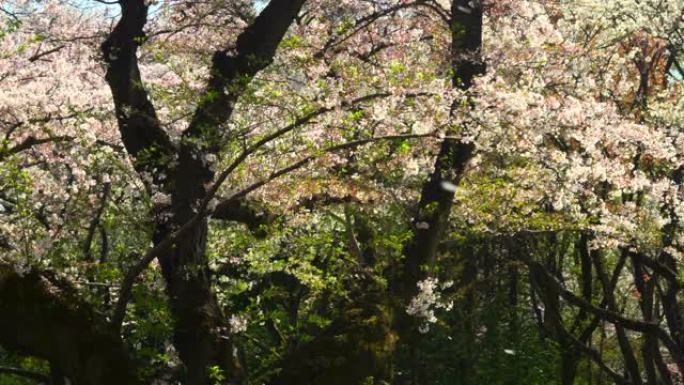 一连串的樱花花瓣花树花枝