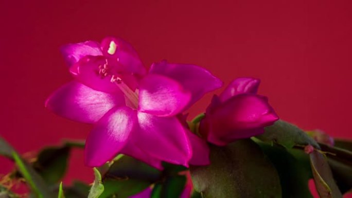 红色背景下圣诞仙人掌花盛开的延时视频。斯伦贝格拉·特伦卡塔花生长。