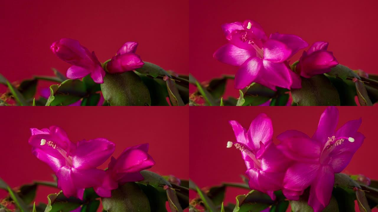 红色背景下圣诞仙人掌花盛开的延时视频。斯伦贝格拉·特伦卡塔花生长。