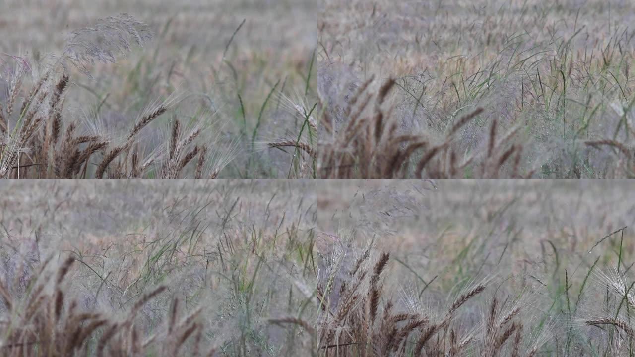 麦穗被夏雨的冷落拍打