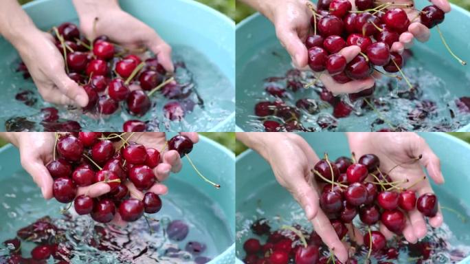 女人用手用水洗樱桃。樱桃浆果的新鲜收获。农民用水清洗新鲜的有机彩色樱桃浆果，特写浆果。慢动作。有机花