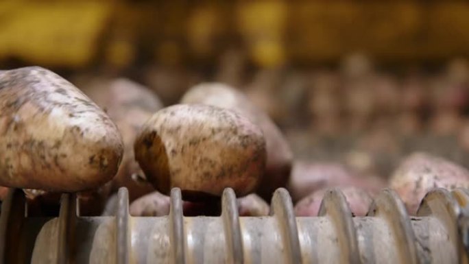 分选厂对脏红薯的初级加工。刚刚从地面上取出的根的特写视图。工厂工作中的农业机械。
