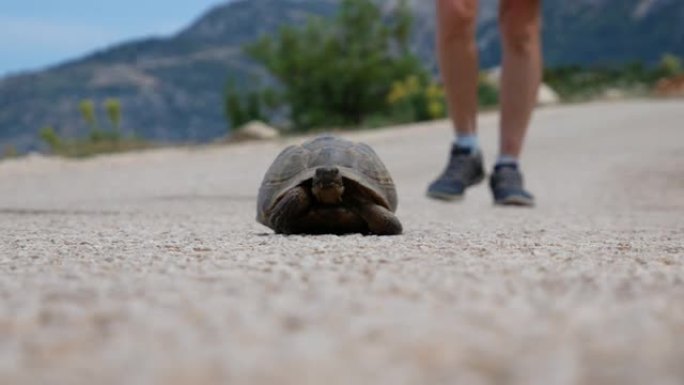 女孩走近路上的陆龟。