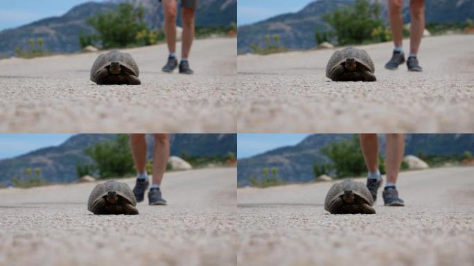 女孩走近路上的陆龟。