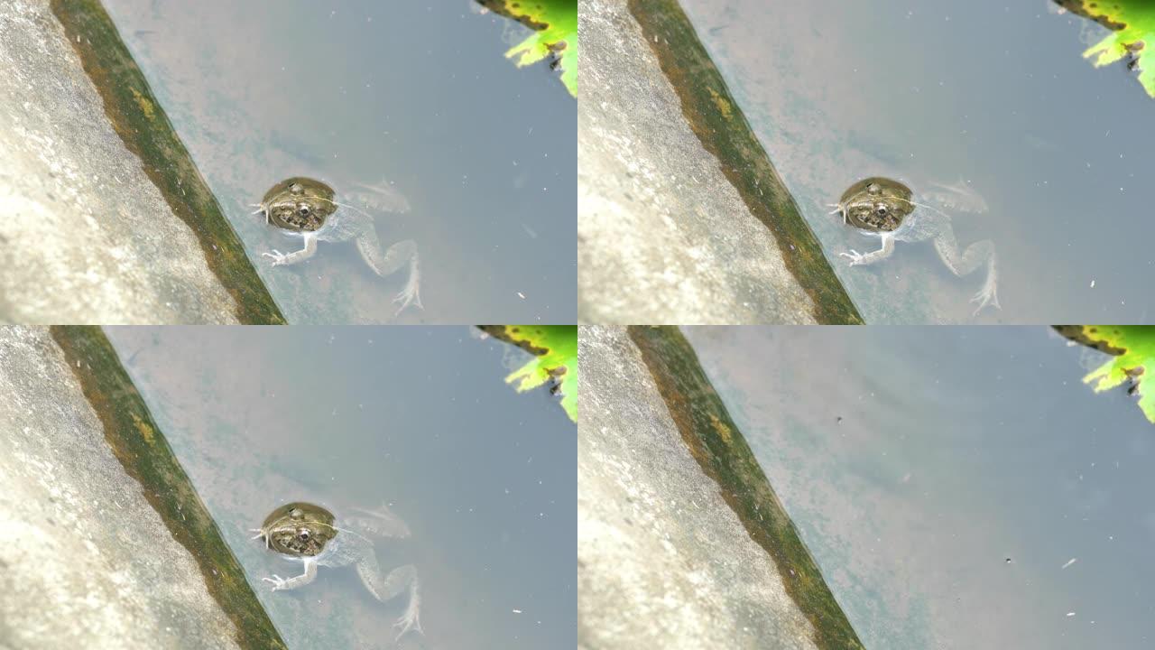 荷花池塘里青蛙的景色。