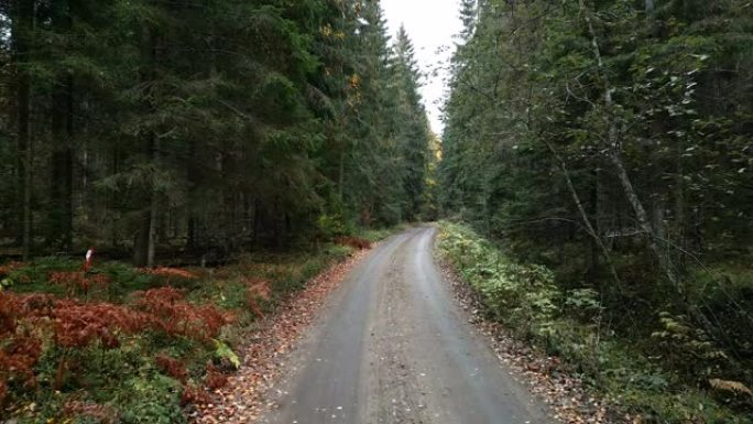 爱沙尼亚路边散落的树叶