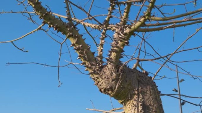 在蓝天下，一棵多刺的树的光秃秃的树枝。