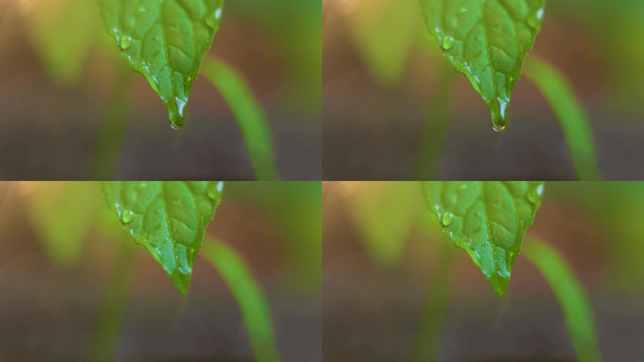 模糊的背屏，选择性聚焦，巨大的水滴顺着绿叶流下，滴落下来。