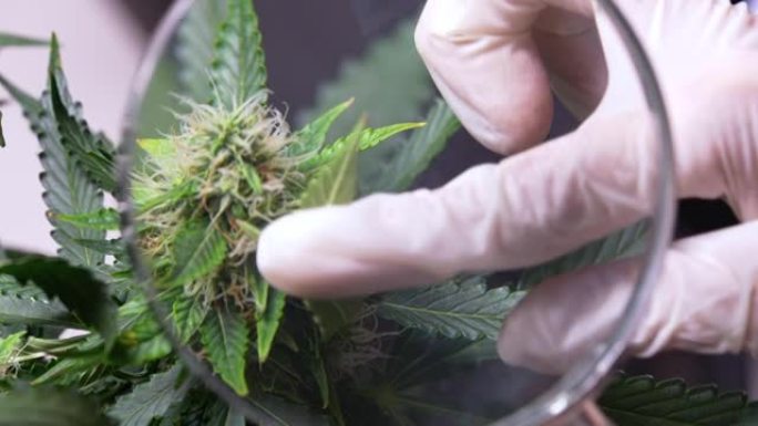 白手套研究人员使用放大镜在实验室中识别生长大麻植物的性别，替代医学药物实验，天然植物植物成分和知识