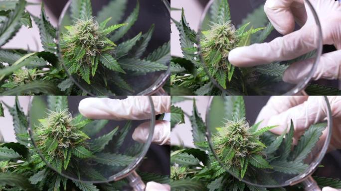白手套研究人员使用放大镜在实验室中识别生长大麻植物的性别，替代医学药物实验，天然植物植物成分和知识