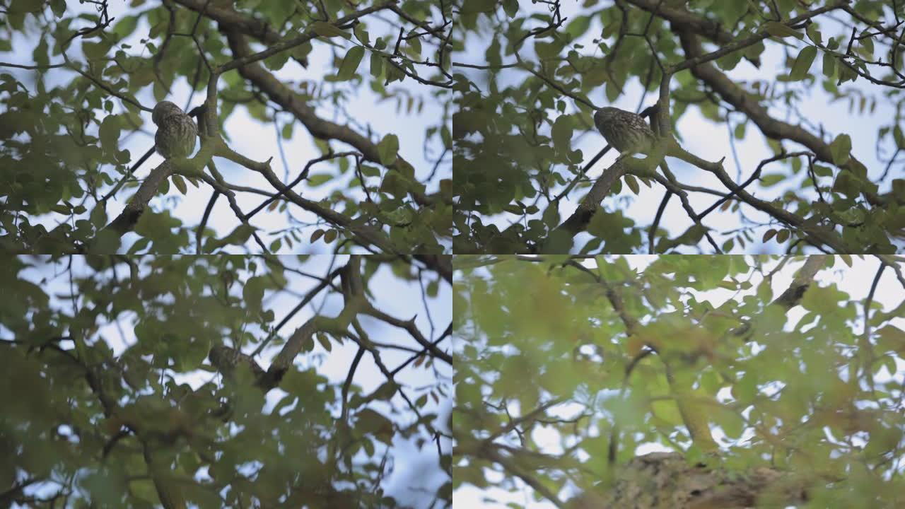 猫头鹰坐在树上的特写镜头