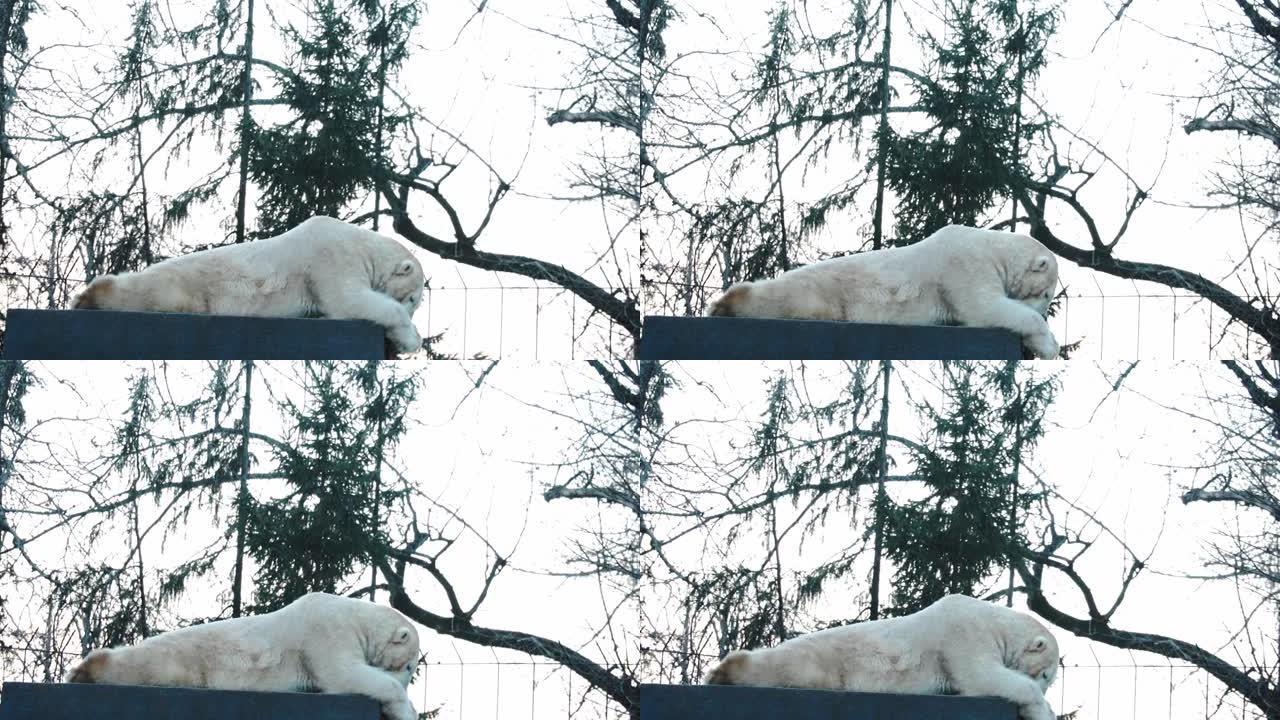 一只大型北极熊的特写镜头。野生动物