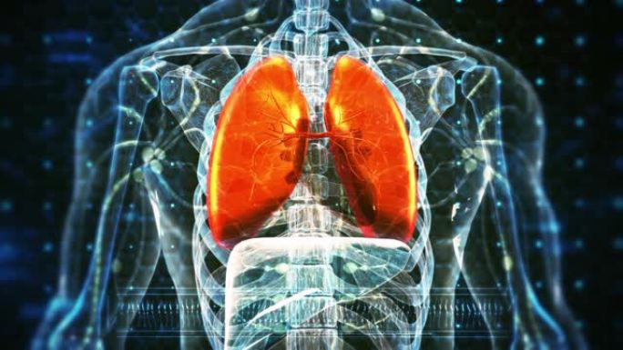 人体呼吸系统肺三维
