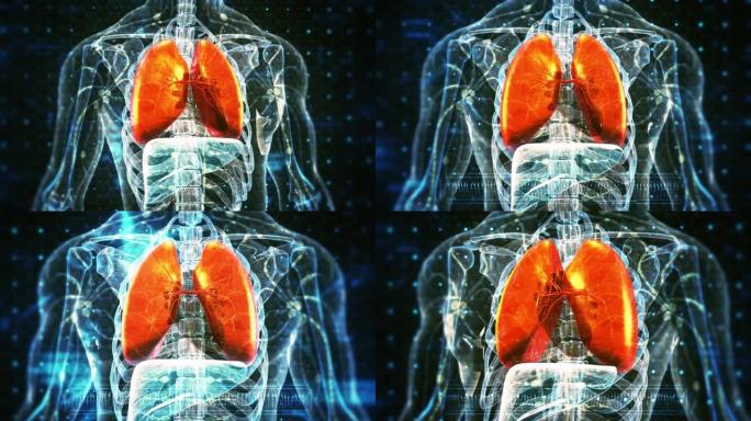 人体呼吸系统肺三维