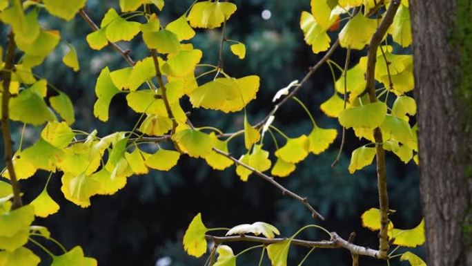秋天银杏树美丽的绿黄色扇形叶子，在微风中摇曳。