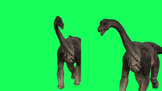 垂直视频4k动画-在绿屏背景上行走的腕龙。侏罗纪世界恐龙