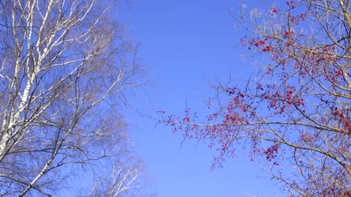 冬季天空中的桦树和山楂树树枝