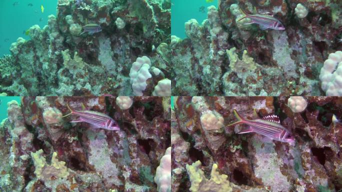 珊瑚丛中武装松鼠鱼的特写。