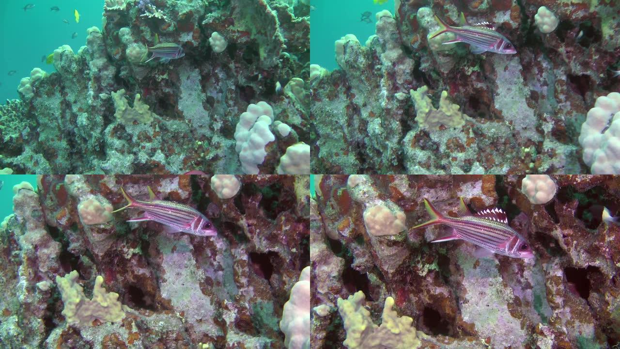 珊瑚丛中武装松鼠鱼的特写。