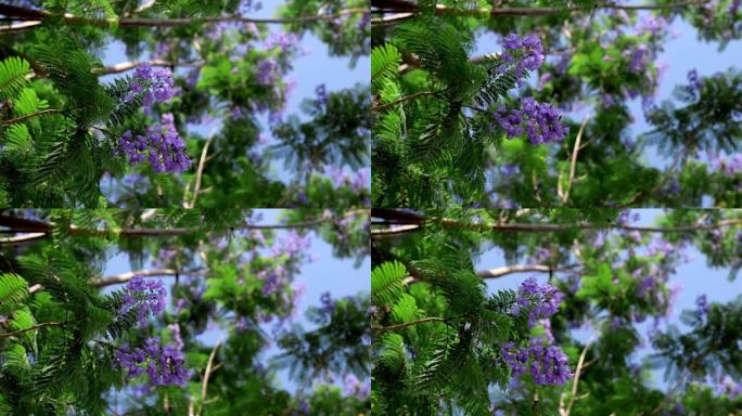 盛开的紫花兰树枝特写，在风中吹
