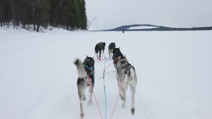 一群在雪原上奔跑的雪橇犬，拉普兰