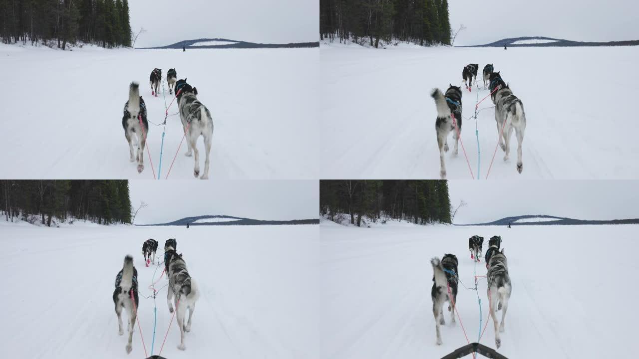 一群在雪原上奔跑的雪橇犬，拉普兰
