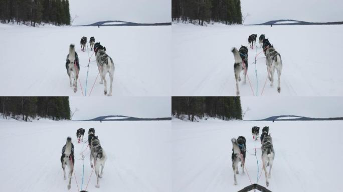 一群在雪原上奔跑的雪橇犬，拉普兰