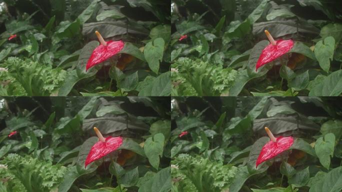 红掌属红色花，具大的雌蕊。玻璃穹顶下的冬季温室。榕树和棕榈树生长在气候恶劣的温室里