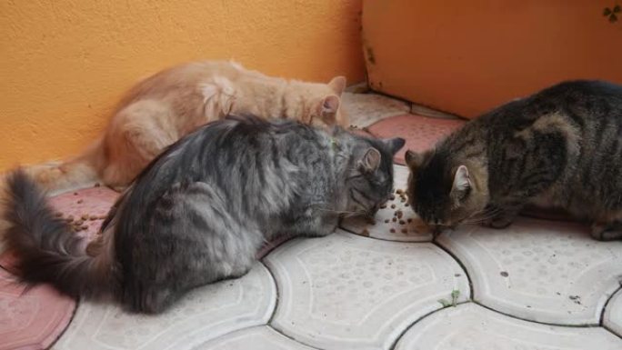 三只不同颜色的成年猫吃干猫粮。