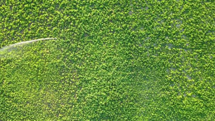 4k绿色三叶草场上洒水装置的鸟瞰图