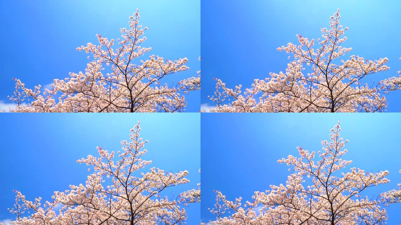 湛蓝的天空下樱花空气质量小清新镜头日系