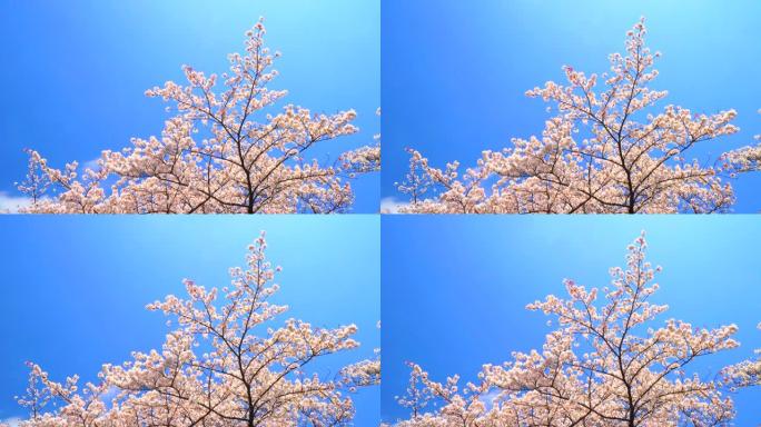 湛蓝的天空下樱花空气质量小清新镜头日系