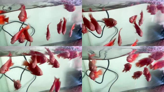 血鹦鹉慈鲷俗称水族箱鹦鹉鱼在水族箱中游泳