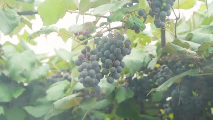 一簇簇蓝色的葡萄生长在葡萄园里，透过窗户可以看到。平稳的摄像机运动