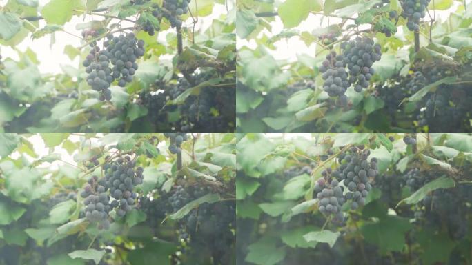 一簇簇蓝色的葡萄生长在葡萄园里，透过窗户可以看到。平稳的摄像机运动