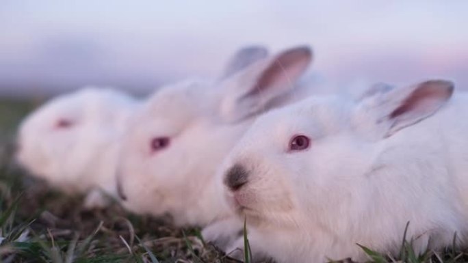一群小白兔坐在青青草上。