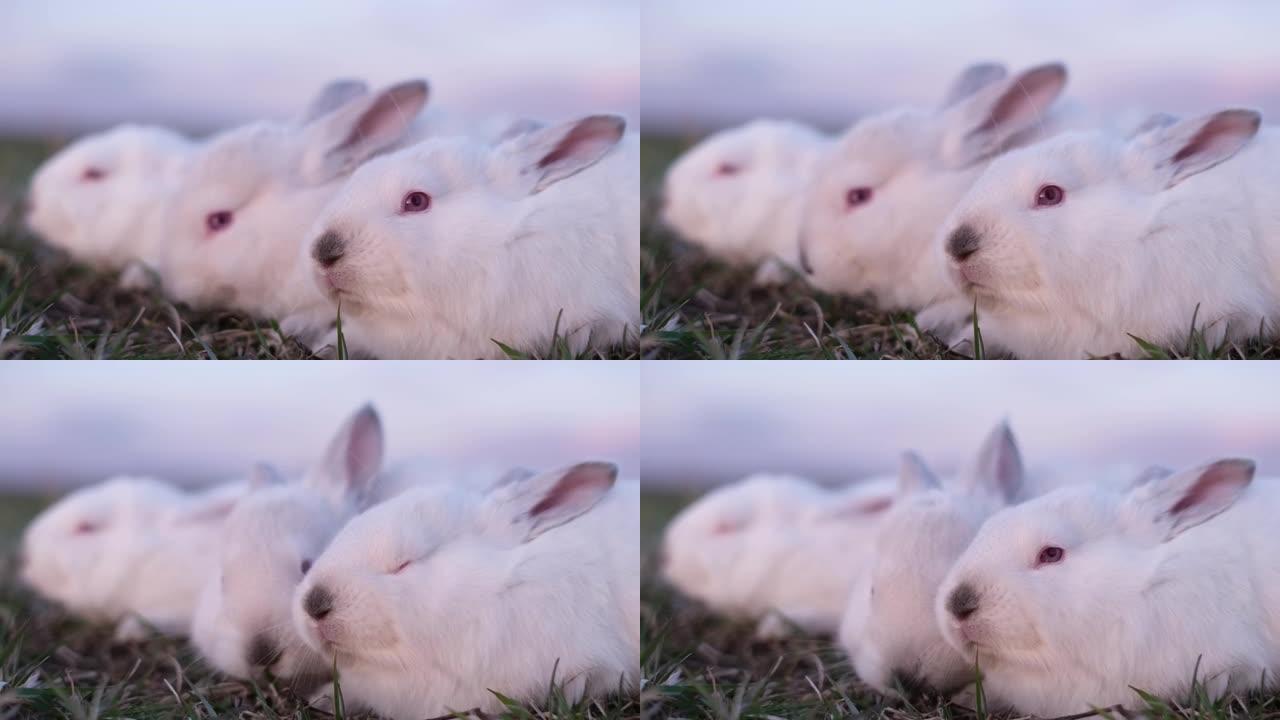 一群小白兔坐在青青草上。