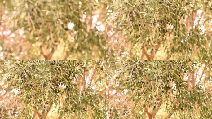 在明亮的日光下，模糊的橄榄树树枝以慢动作摇摆。美丽的波克背景。移动的金色，闪亮的灯光，散焦的光线反射