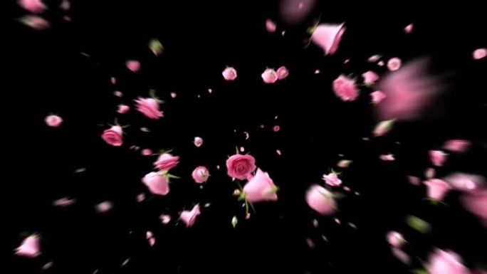 爆炸粉色玫瑰和花瓣飞向镜头。