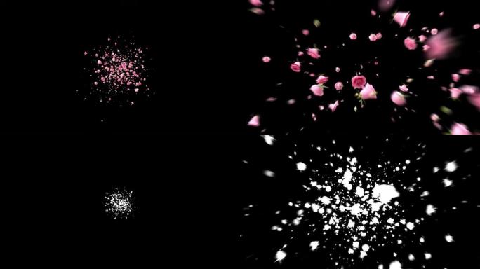 爆炸粉色玫瑰和花瓣飞向镜头。