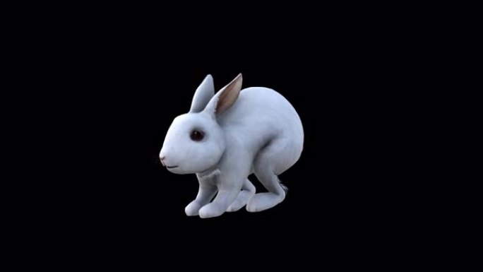 大白兔跳前侧视图