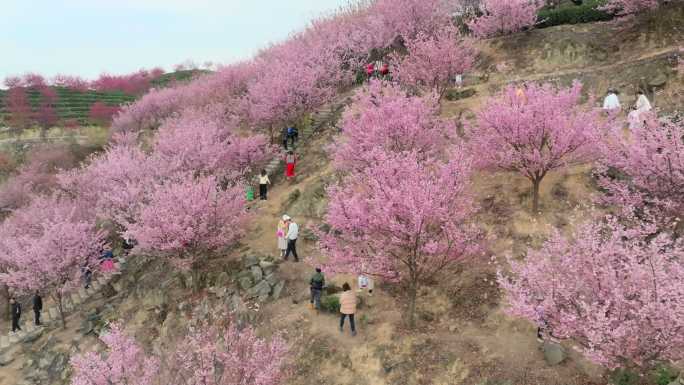 江津猫山樱博园樱花航拍