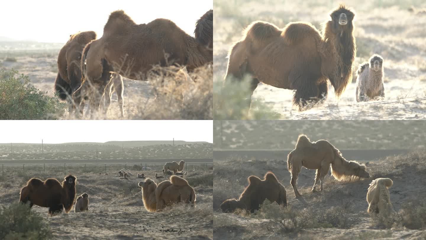 保护小骆驼羔子的母骆驼