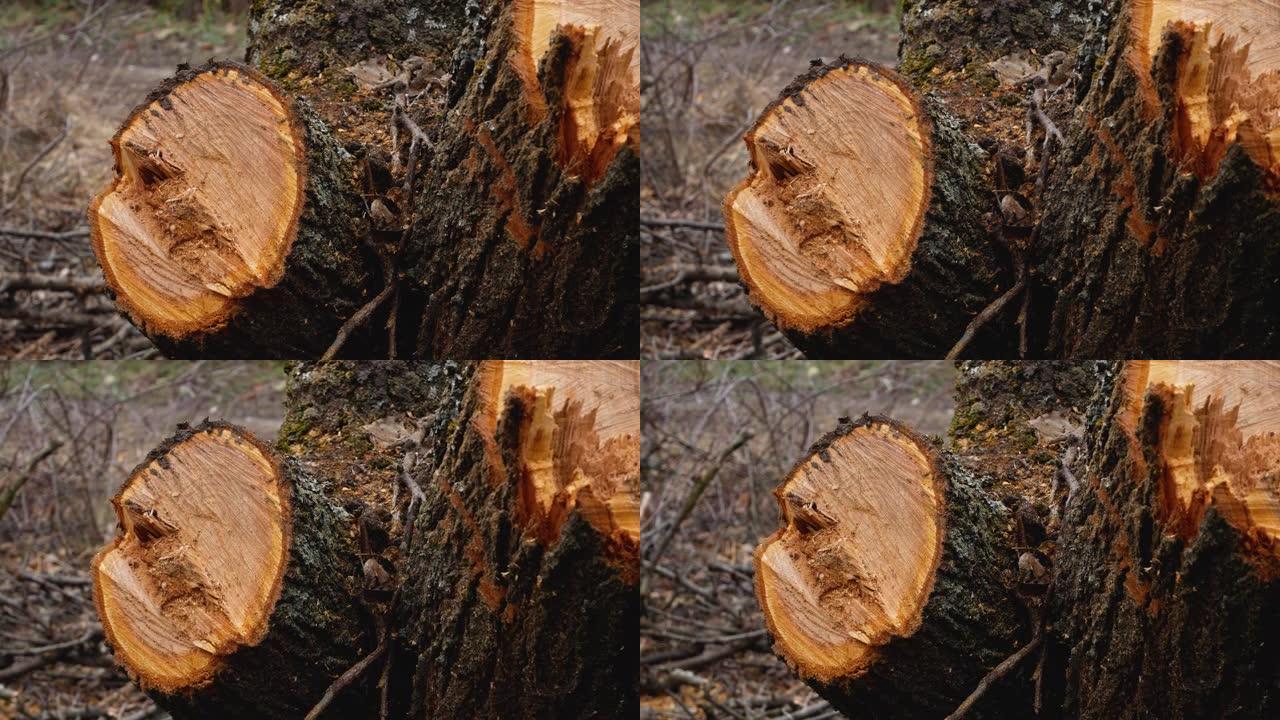 刚砍下的木头。在切口上，可以看到木材的年轮