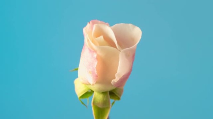蓝色背景上盛开的白色玫瑰花延时4k视频。