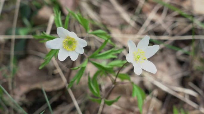 雪花莲是欧洲种植的白花球茎状植物