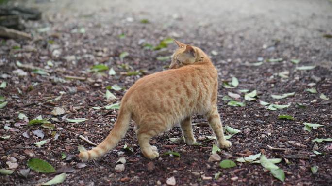 农村大橘猫