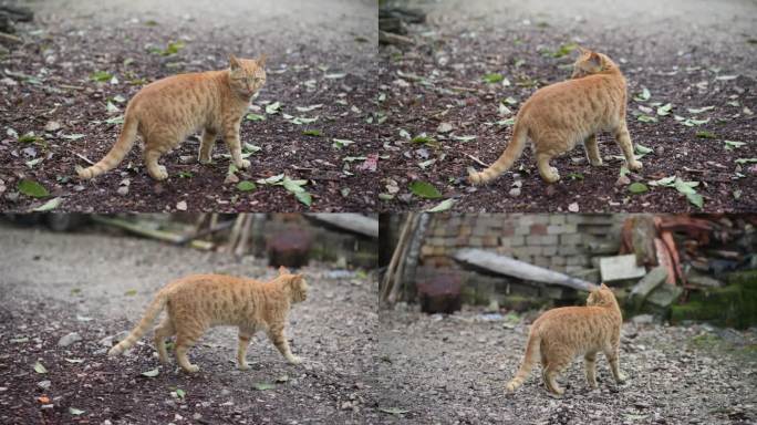 农村大橘猫