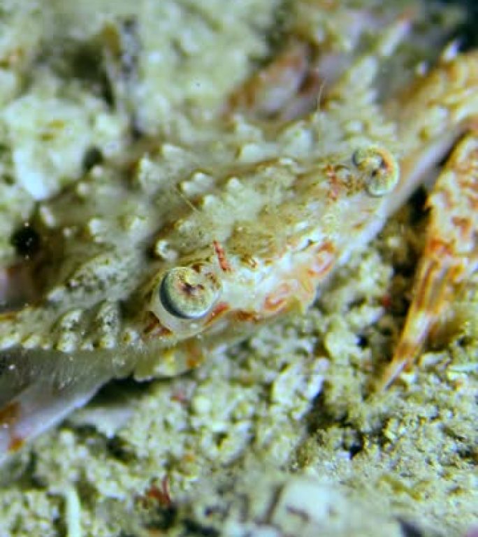 小螃蟹挖沙子掩埋自己的垂直视频